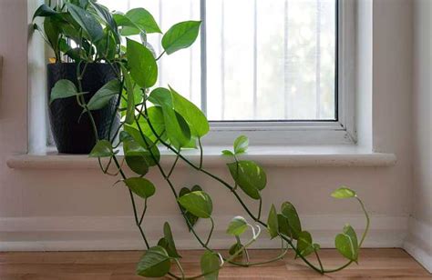 how much light does philodendron need